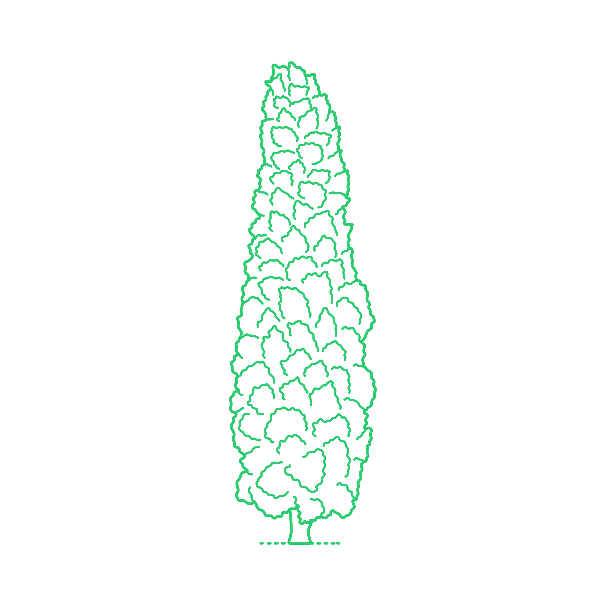Plants Cypresses Chinese Cypress Line Art Illustration Svg Free Vectors